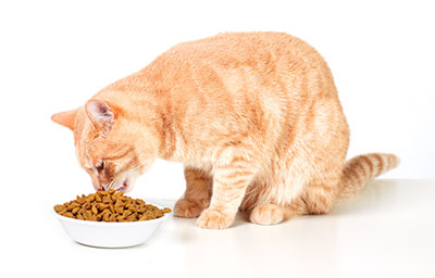 Cat food for on sale chronic kidney disease